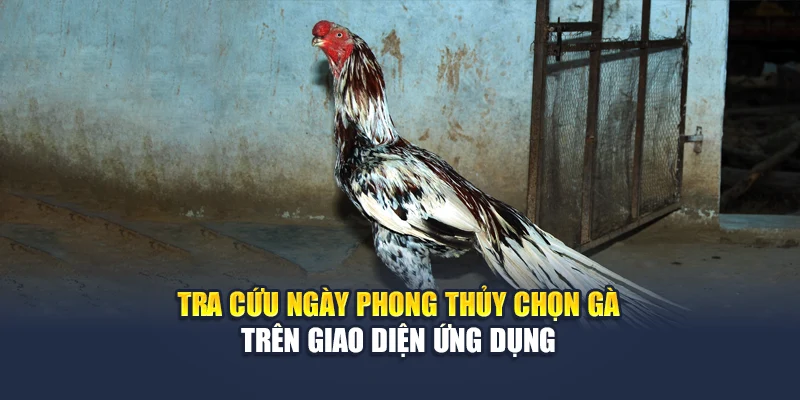 Tra cứu ngày phong thủy chọn gà trên giao diện ứng dụng